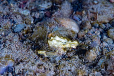 Ejderha deniz güvesi Eurypegasus draconi