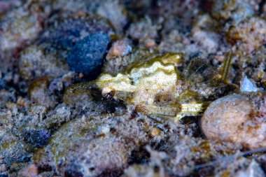  Ejderha deniz güvesi Eurypegasus draconi