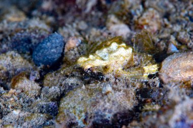  Ejderha deniz güvesi Eurypegasus draconi