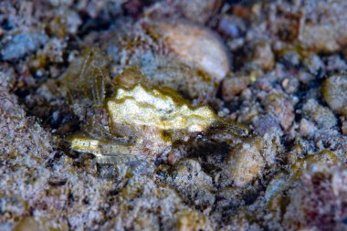  Ejderha deniz güvesi Eurypegasus draconi