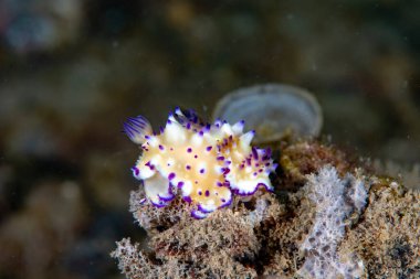 Goniobranchus hintuanensis çıplak Filipinler