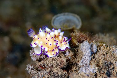 Goniobranchus hintuanensis çıplak Filipinler
