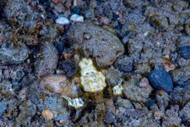  Ejderha deniz güvesi Eurypegasus draconi