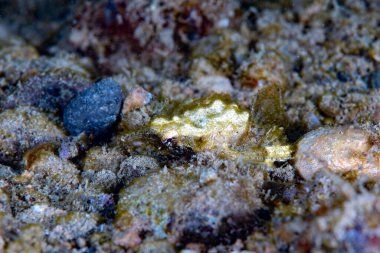  Ejderha deniz güvesi Eurypegasus draconi