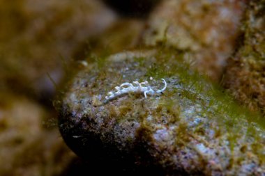 Flabellina iki renkli Çıplak Filipinler