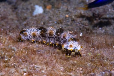Juvenile Sea Salatalığı Bohadschia Graeffe