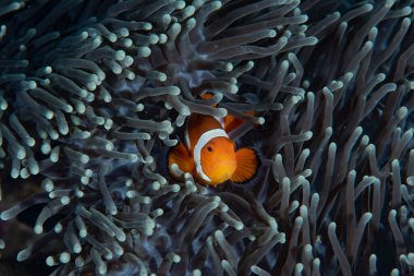  Batı Amphiprion Oktellaris