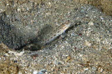 Saffrong Karides-goby Ctenogobiops krocineus