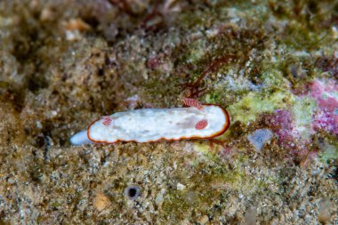 Goniobranchus verrieri Çıplak Filipinler