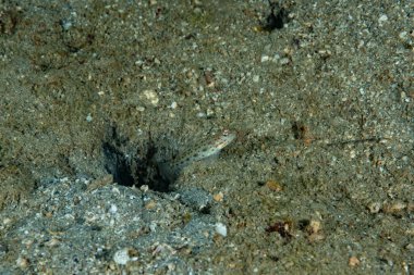 Saffrong Karides-goby Ctenogobiops krocineus