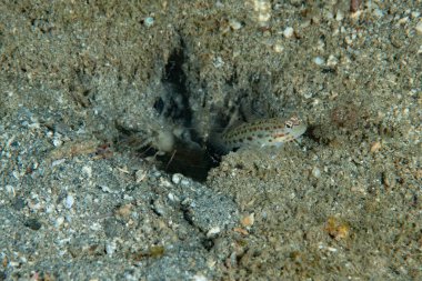 Saffrong Karides-goby Ctenogobiops krocineus