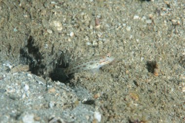 Saffrong Karides-goby Ctenogobiops krocineus
