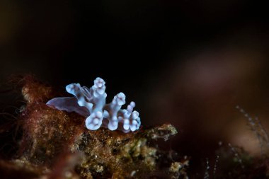 Miamira alleni Çıplak Filipinler