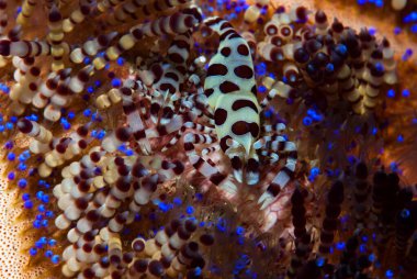 Coleman Karidesi (Periclimenes colemani) gökkuşağı kestanesi (Asthenosoma varium) ile benzersiz bir simbiyotik ilişkiye sahiptir.). 