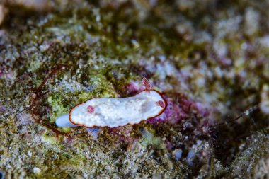 Goniobranchus verrieri Çıplak Filipinler