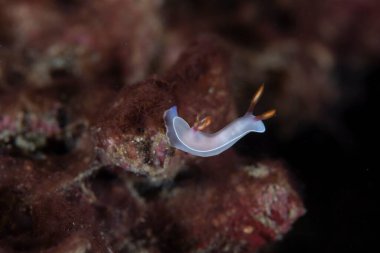 Hypselodoris bullockii Çıplak Endonezya