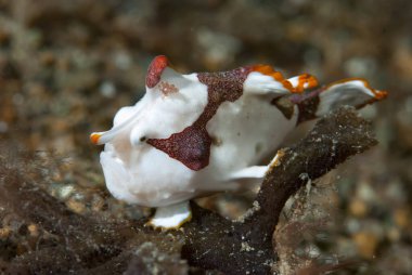 Siğilli Kurbağa Balığı Antennarius maculatus