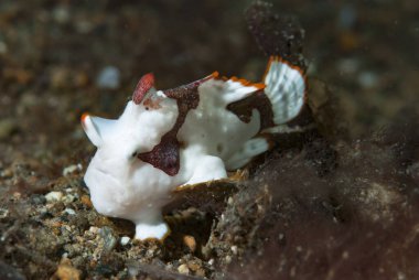 Siğilli Kurbağa Balığı Antennarius maculatus