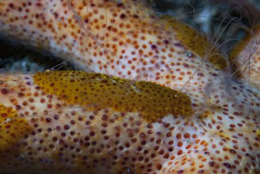 Denizyıldızı combjelly, Coeloplana astericola