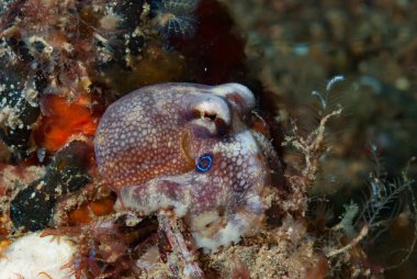 Mototi Octopus Octopus mototi