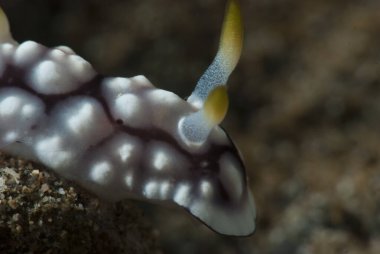 Kromodoris geometrisi Çıplak Filipinler