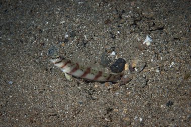 Goniobranchus hintuanensis çıplak Filipinler