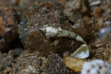 Goniobranchus hintuanensis çıplak Filipinler