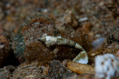 Goniobranchus hintuanensis çıplak Filipinler