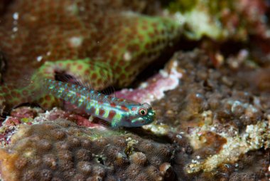 Goniobranchus hintuanensis çıplak Filipinler