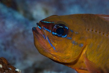 Halka Kuyruklu Kardinalbalığı Ostorhinchus fleurieu