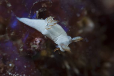Goniobranchus hintuanensis çıplak Filipinler