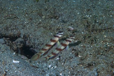 Göz Kuşu Karides-Goby Amblyeleotris Sp2