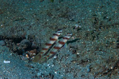 Göz Kuşu Karides-Goby Amblyeleotris Sp2