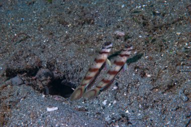 Göz Kuşu Karides-Goby Amblyeleotris Sp2