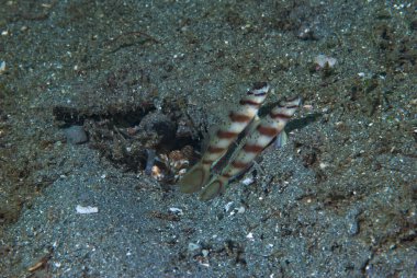 Göz Kuşu Karides-Goby Amblyeleotris Sp2