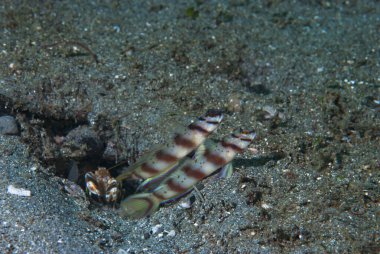 Bu Göz-Kaşlı Karides-Goby (Amblyeleotris sp.) gibi karides-gobiler. Siyah kum habitatlarında sık rastlanan bir durumdur.