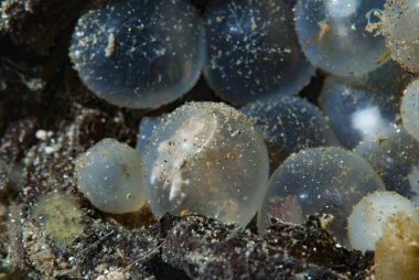 Gösterişli Mürekkep Balığı Metasepia pfefferi