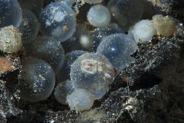 Gösterişli Mürekkep Balığı Metasepia pfefferi