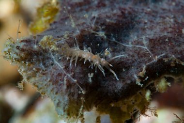 Goniobranchus hintuanensis çıplak Filipinler