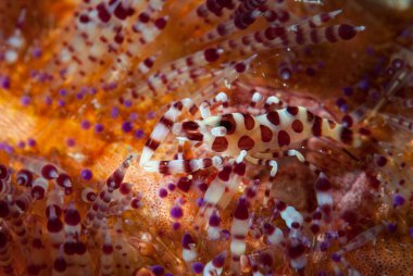 Coleman Karides Periclimenes Colemani