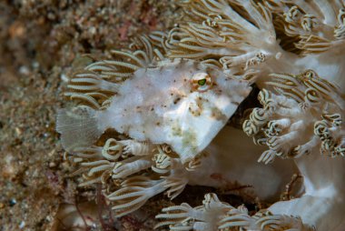 Goniobranchus hintuanensis çıplak Filipinler
