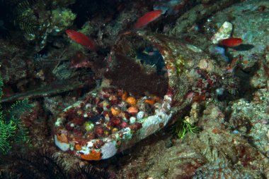 Plastik Kirliliği Sualtı Filipinleri