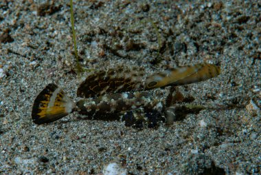 Turuncu-Siyah Ejderha Dactylopus kuiteri