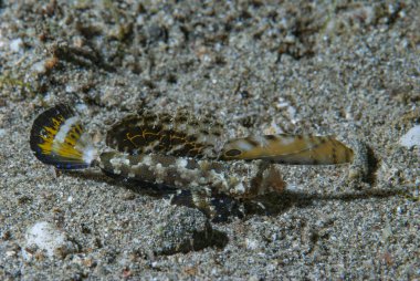 Turuncu-Siyah Ejderha Dactylopus kuiteri