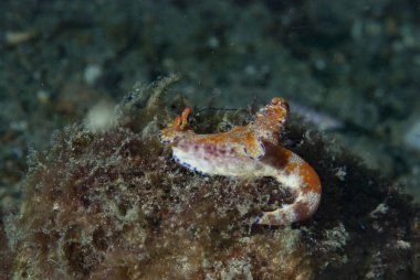 Çıplak Anilao Filipinleri Ceratosoma eğilimi