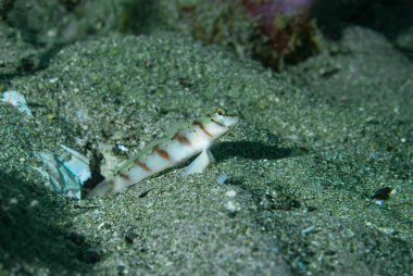 Çapraz Karides Goby Amblyeleotris köşegen Anilao Filipinleri