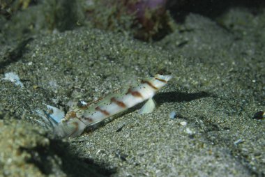 Çapraz Karides Goby Amblyeleotris köşegen Anilao Filipinleri