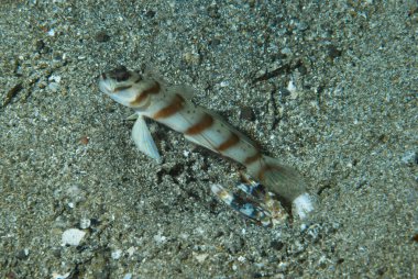 Çapraz Karides Goby Amblyeleotris köşegen Anilao Filipinleri
