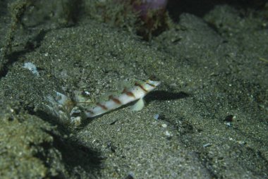 Çapraz Karides Goby Amblyeleotris köşegen Anilao Filipinleri