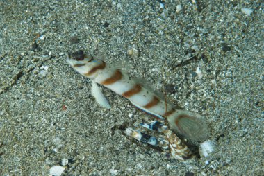 Çapraz Karides Goby Amblyeleotris köşegen Anilao Filipinleri